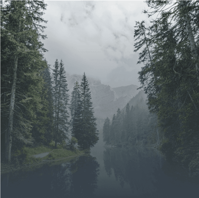 View of the forest